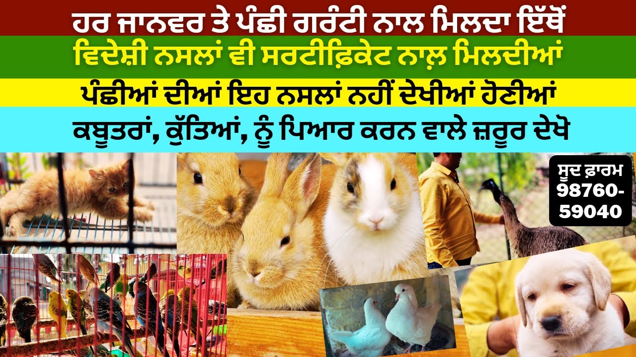 ਜਾਨਵਰ ਖ਼ੂਹ 'ਤੇ ਰੱਖਣੇ ਹੋਣ ਜਾਂ ਘਰ, ਏਥੋਂ ਸਾਰੇ ਮਿਲ਼ ਜਾਂਦੇ। ਜਾਨਵਰ ਦੇਖ ਕੇ ਦਿਲ ਖੁਸ਼ ਹੁੰਦਾ।  PR Panjab