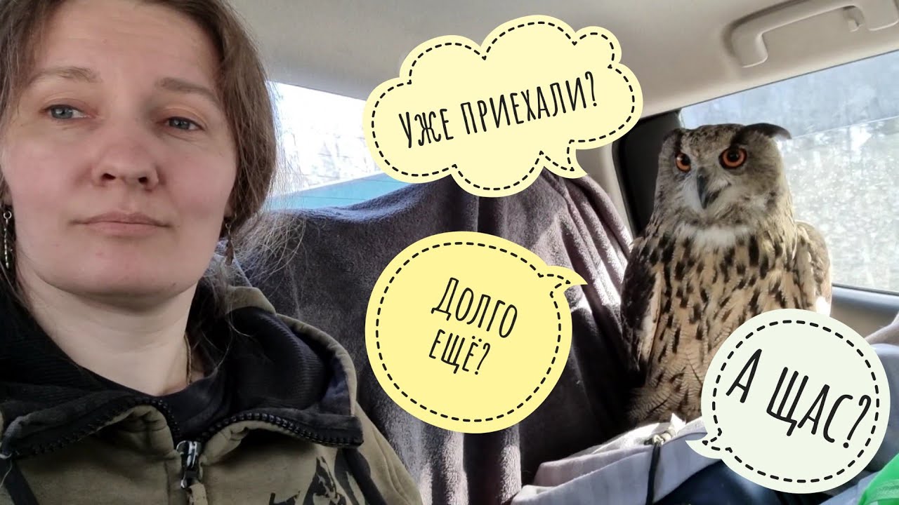Великий исход из Москвы: мы в деревню мчим! Совы, кот и дракон Блинец понавыехали