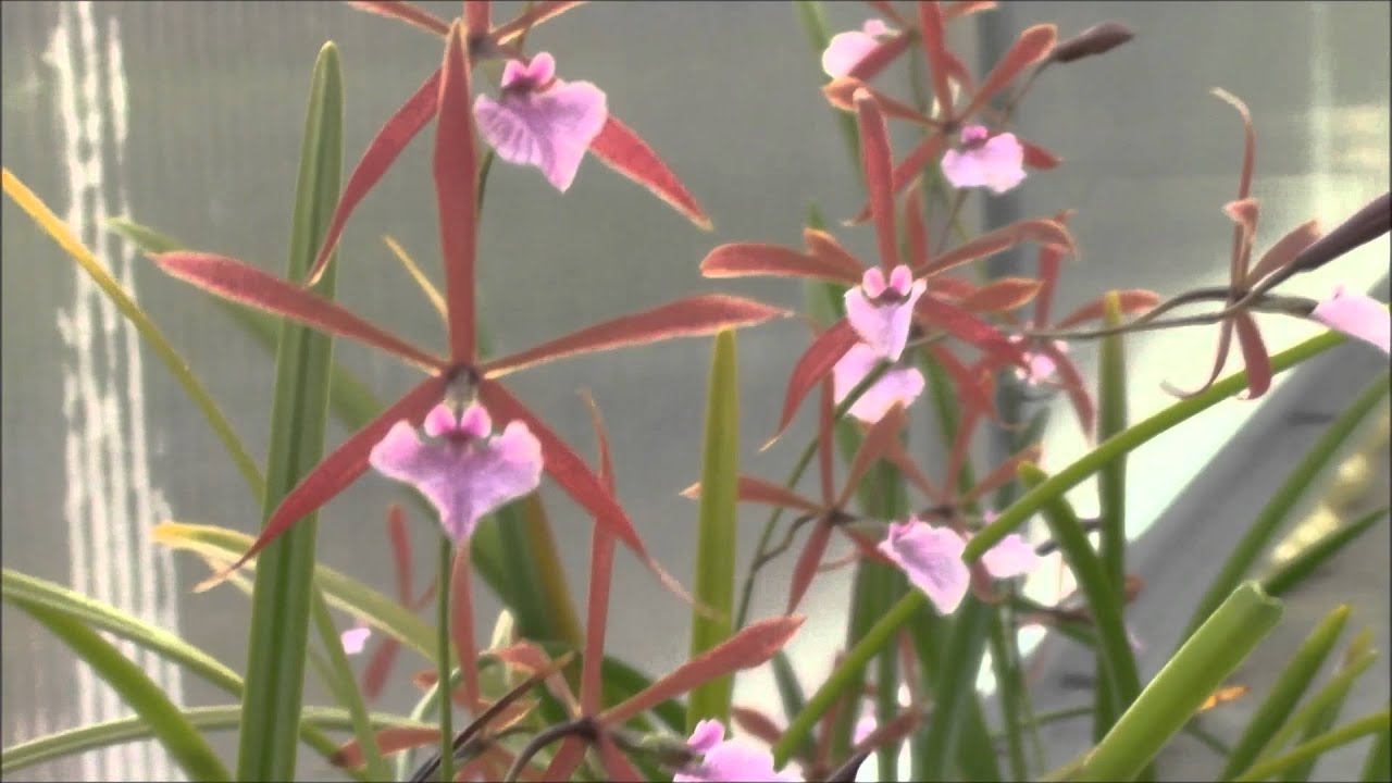 Encyclia bractescens