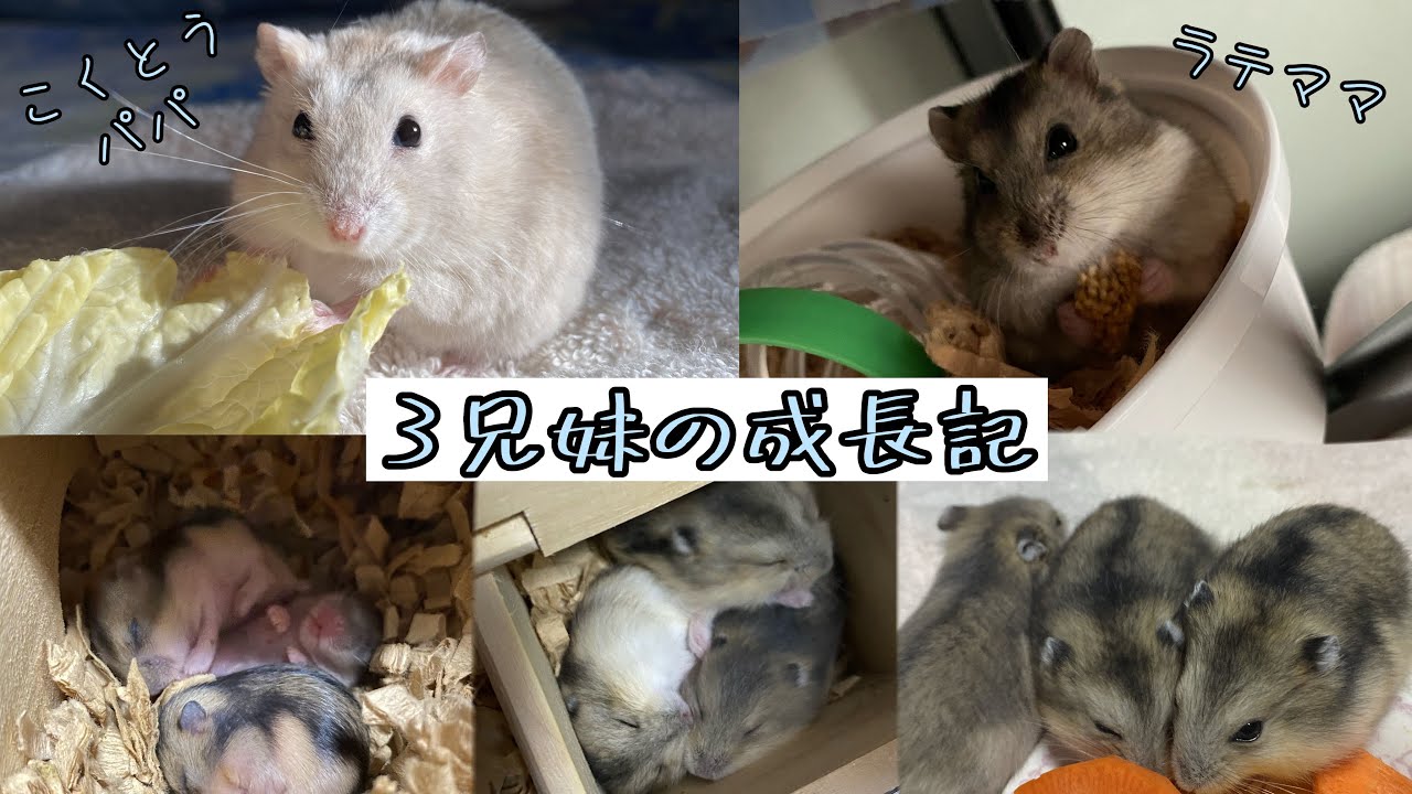 3兄妹の成長記〜ジャンガリアンハムスター