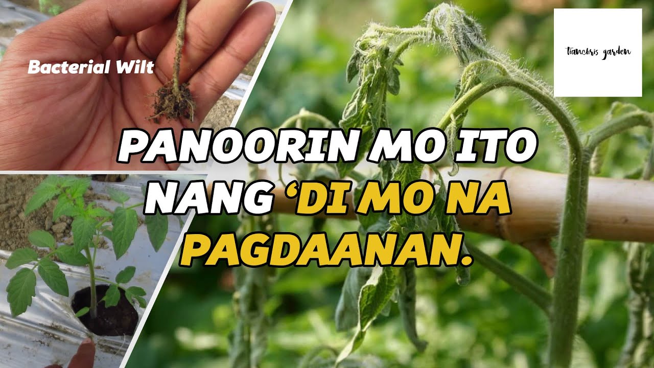 Bacterial wilt ng kamatis: Anu-ano ang mga dapat gawin?