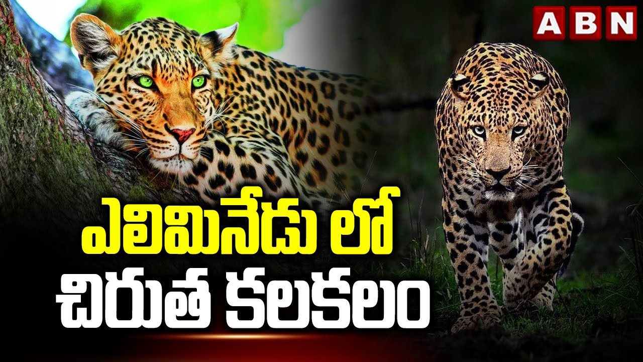 ఎలిమినేడు లో చిరుత కలకలం | Leopard Hulchul in Rangareddy District | ABN