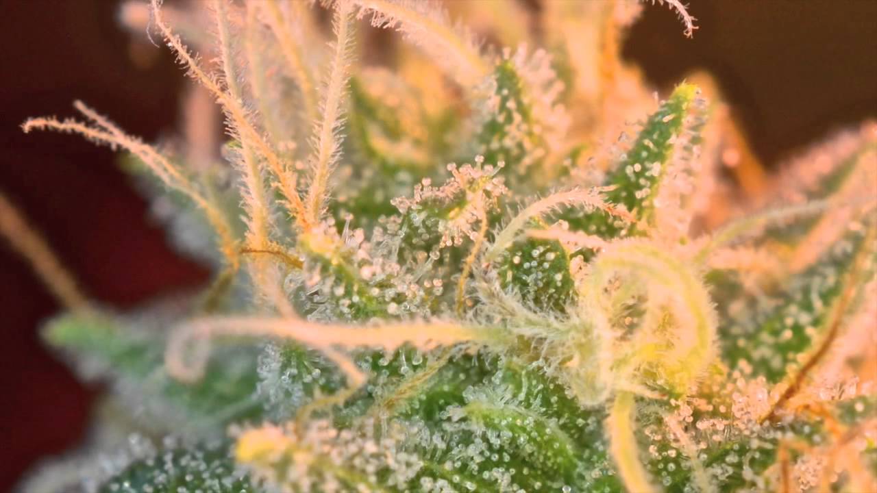 PIX OF THE CROP: 02.11.15