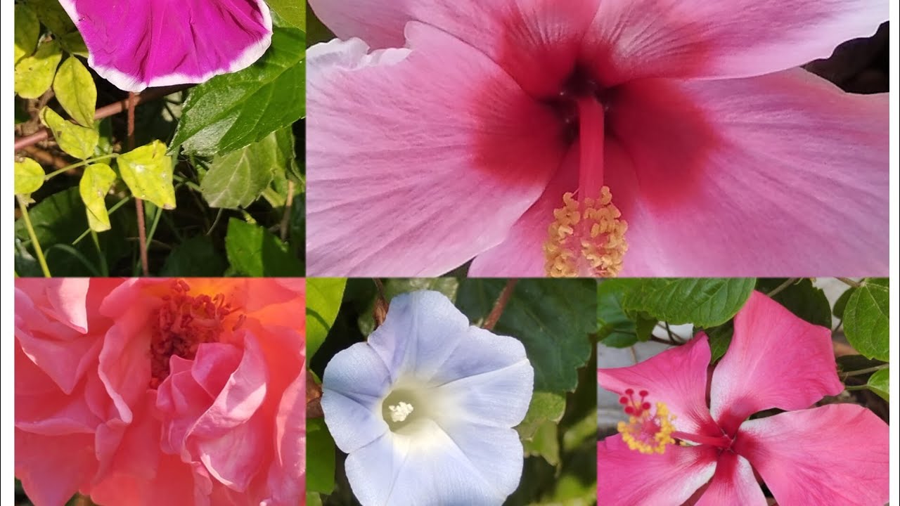 Best Summer flowering plants//Best summer season flower🌺🌻🌹🌷