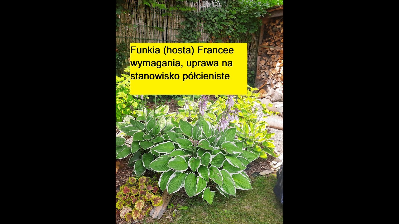 Hosta - funkia Francee uprawa, wymagania, rozmnażanie  p&oacute;łcieniste stanowisko #hosty #funkie