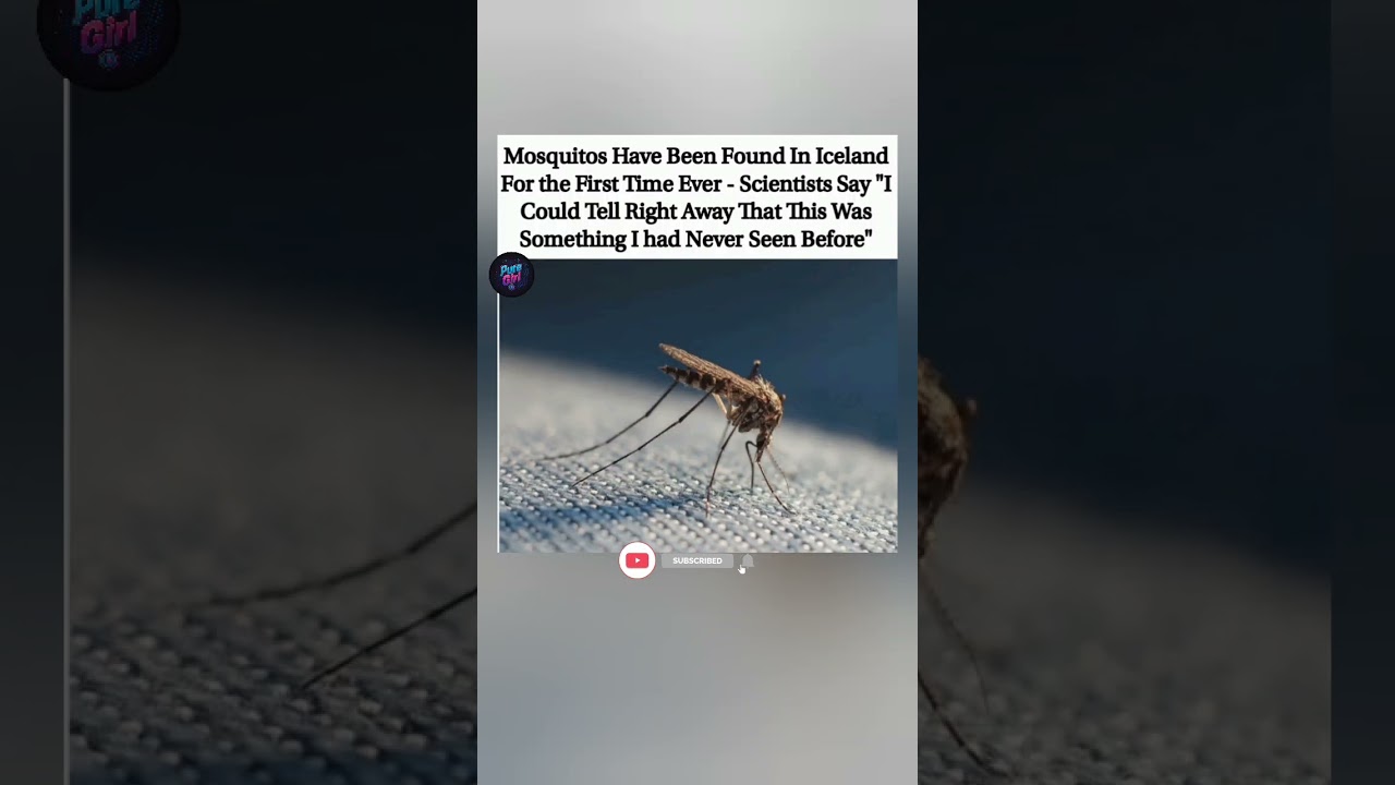 Mosquitos have officially been found in Iceland for the first time ever. 