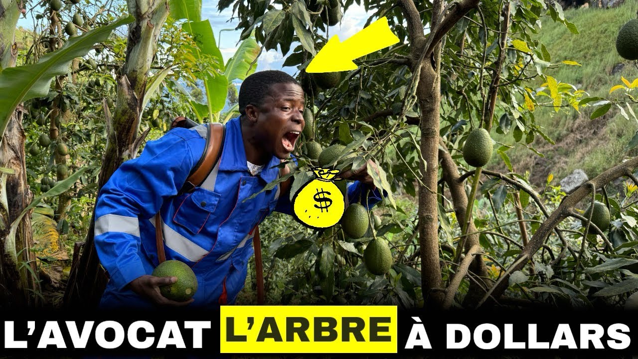 À la recherche des avocatiers  qui donnent des millions de FCFA Épisode (2/2)