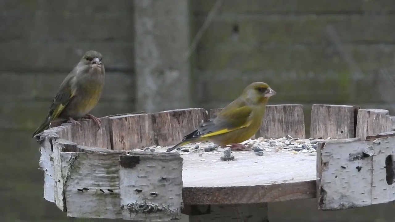 Groenlingen/European Greenfinches, Castricum, The Netherlands, 29-01-2026.