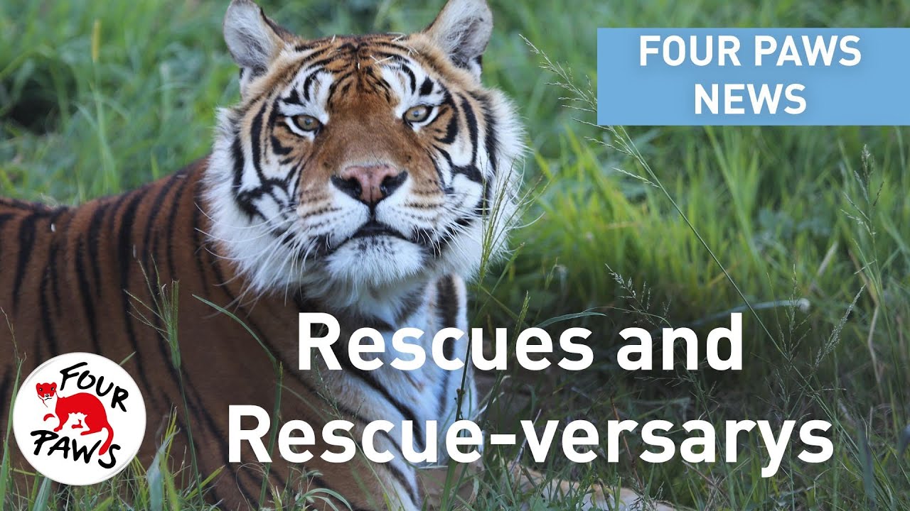 Animal News at FOUR PAWS - Rescues and Rescue-versarys!