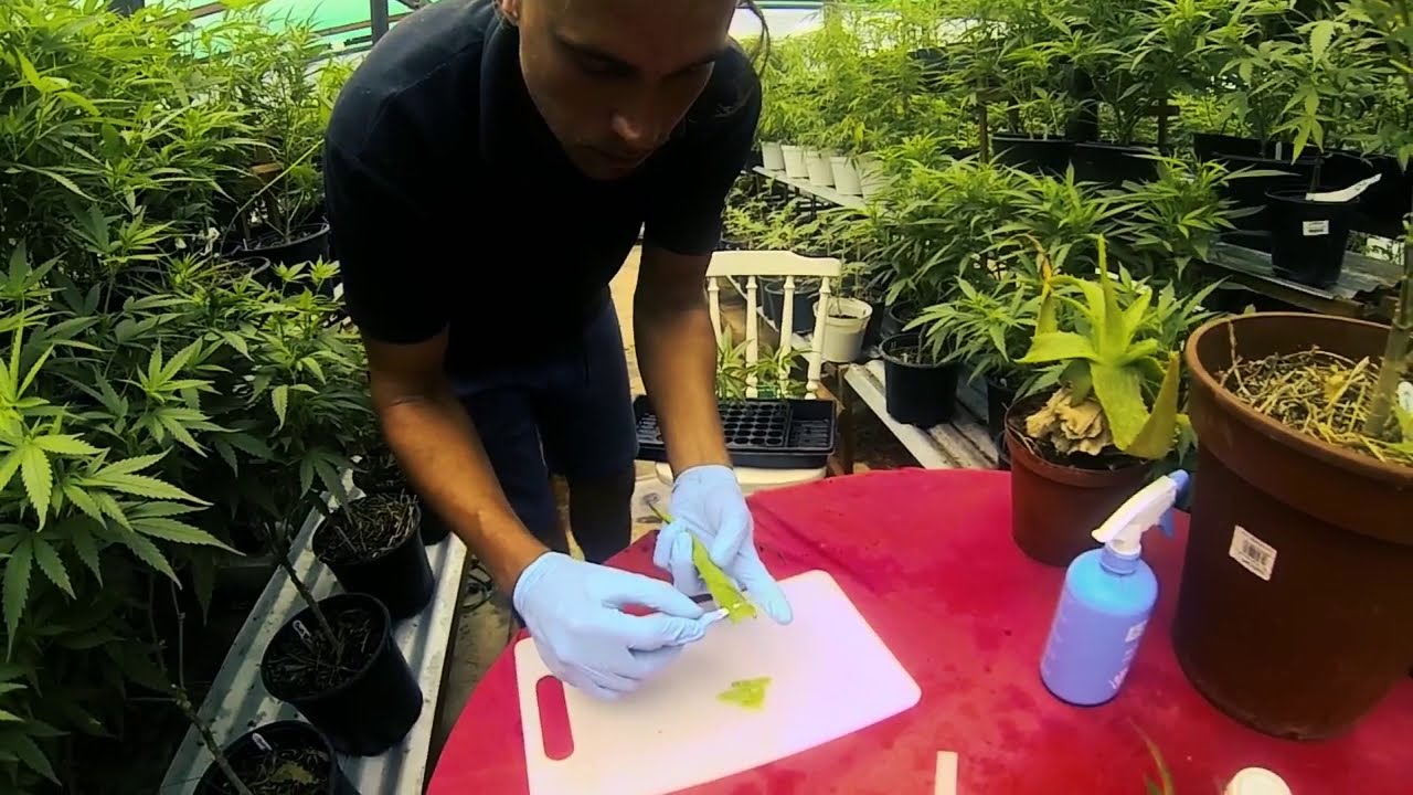 The Ultimate Guide to Cannabis Cloning: Step-by-Step Tutorial