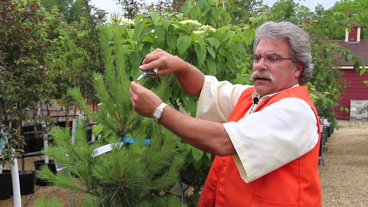 How To Prune Evergreens, Part 1 - Pine Trees