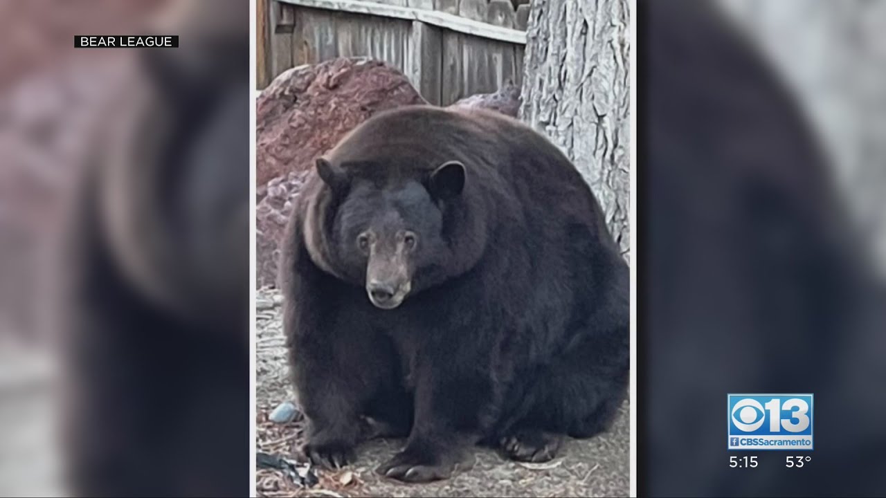 South Lake Tahoe Cops: Stop Calling With Opinions About Bear 'Hank The Tank'