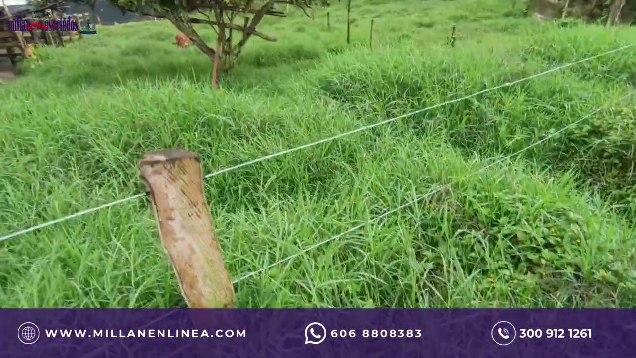 FINCA EN VENTA EN LA FRANCIA/MANIZALES COD 279066742