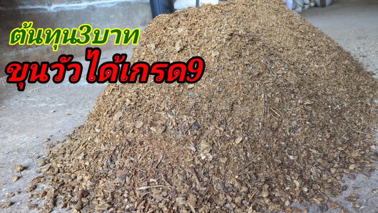 หาเจอแล้ว อาหารต้นทุนต่ำ 3/กก. แต่ขุนวัวได้เนื้อเกรด8-9 ส่วนผสมไม่กี่อย่าง#พูดจาภาษาวัว