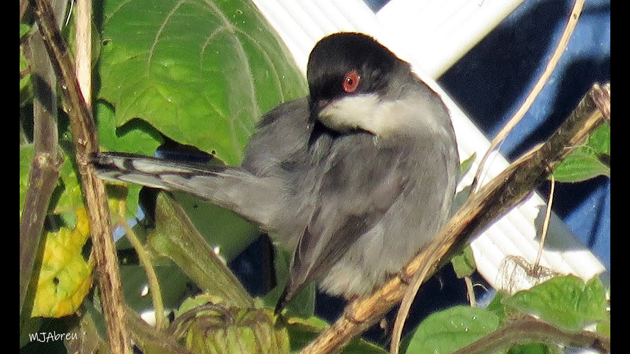 Toutinegras dos Valados