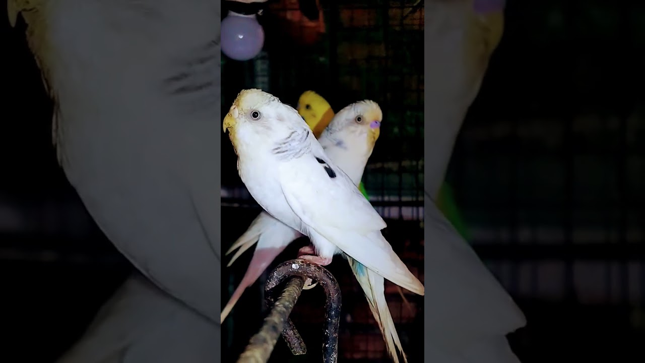 Why is a paroot.s Beak Cut off