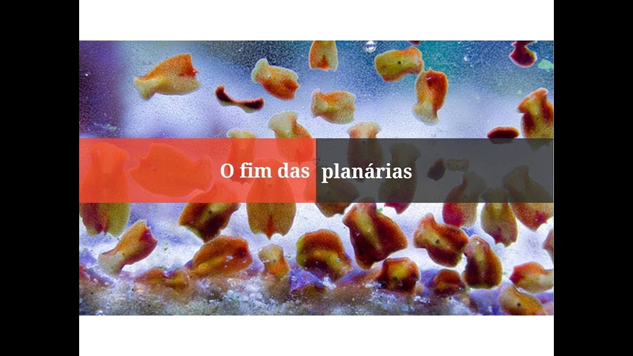 Acabe com as planárias de forma segura | Exit Salifert | Aquário marinho