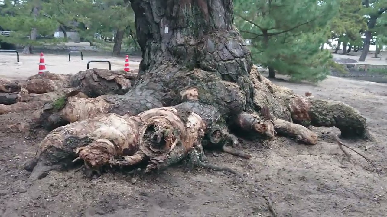 版画家　棟方志功先生が絶賛の樹齢６００年の銘木伐採１日目　２０２６０２１９