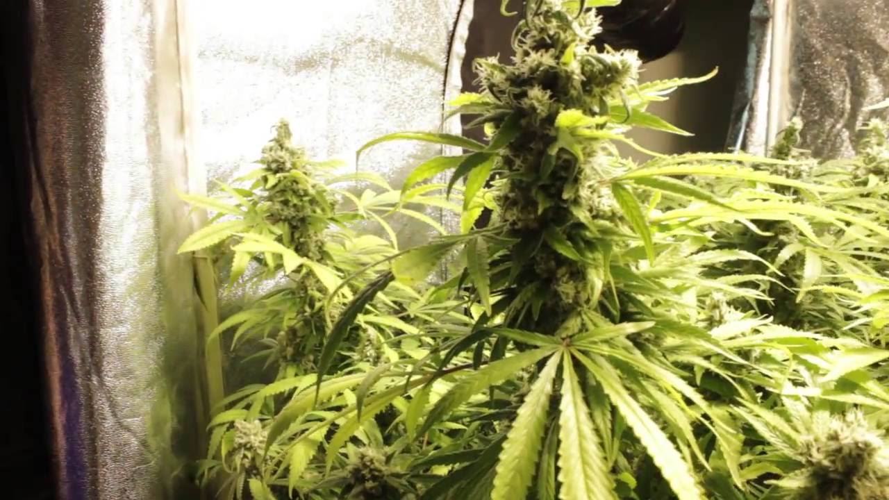 The Cultural Cannabis Project: Growing Experience with Critical Jack