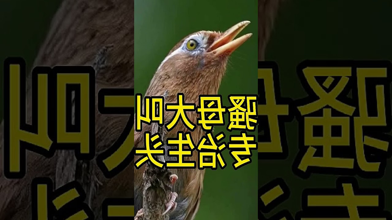 Captivating Melodies of the Chinese Hwamei Bird | #HwameiBirdSongs #HwameiBirdAppeal...