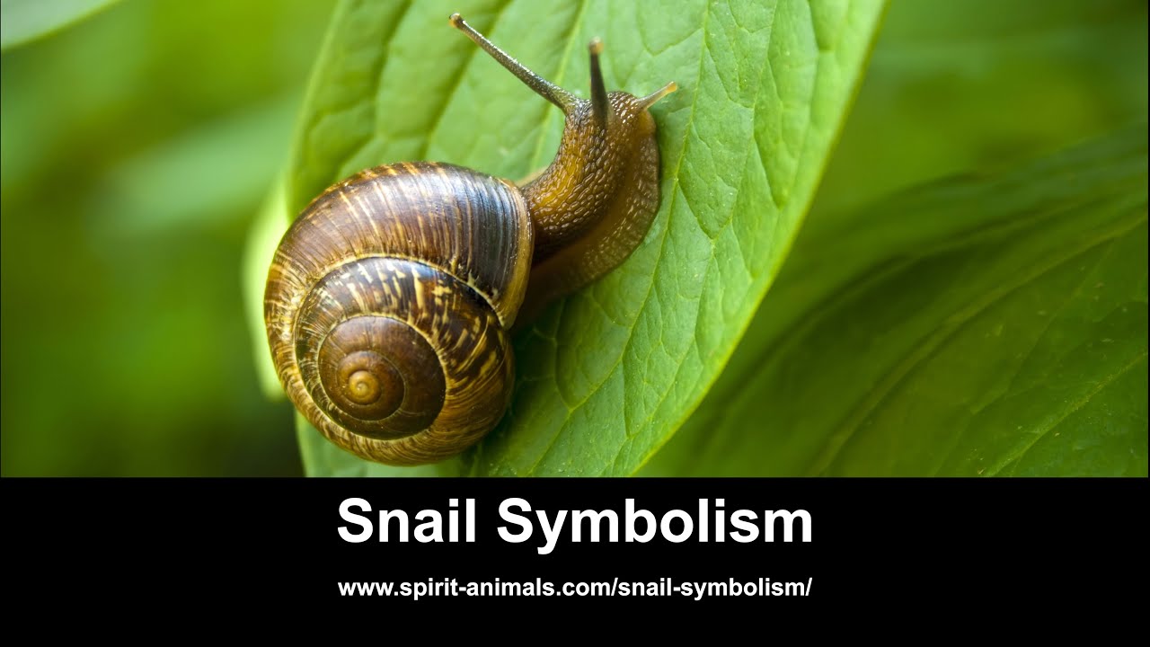 Snail Symbolism