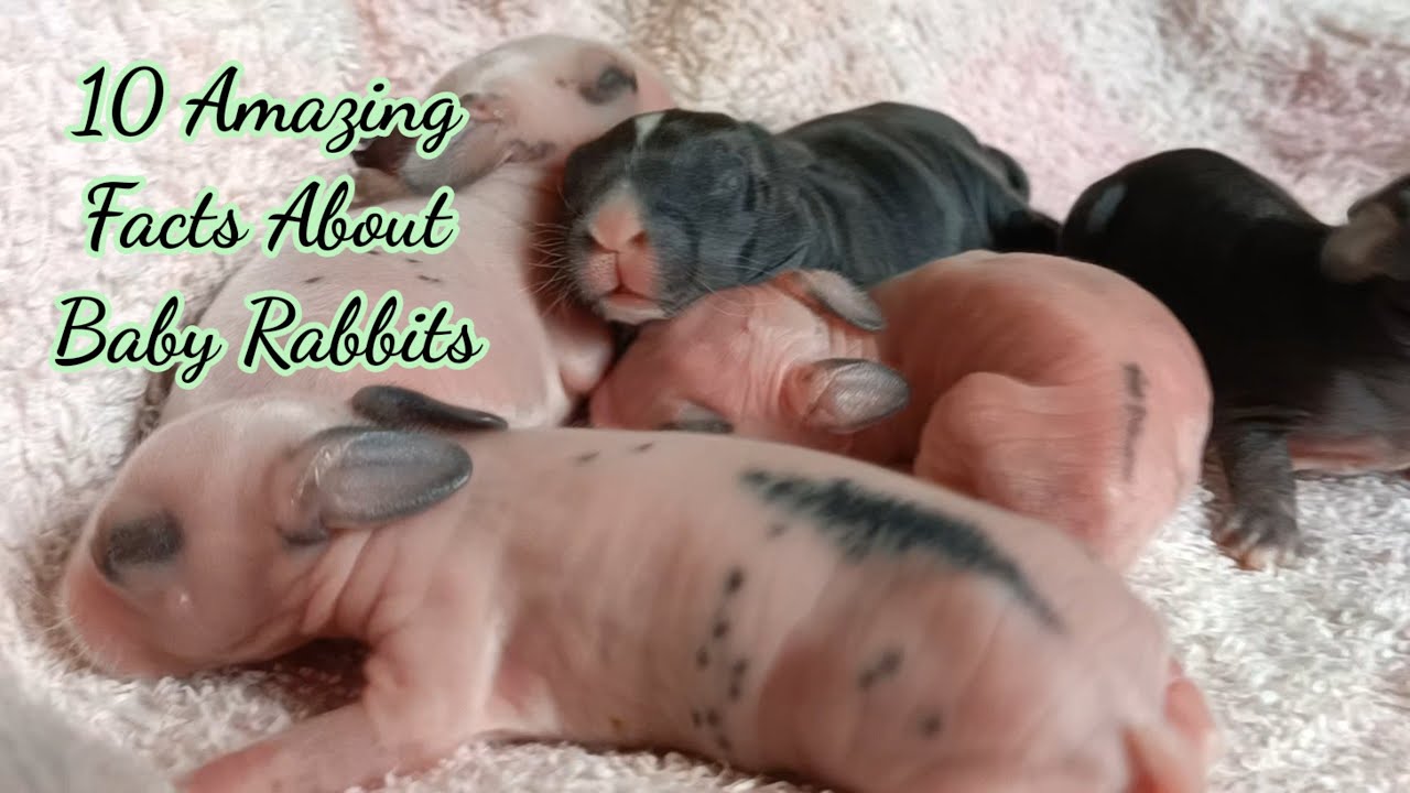 10 Amazing Facts About Baby Bunnies || All About Rabbits