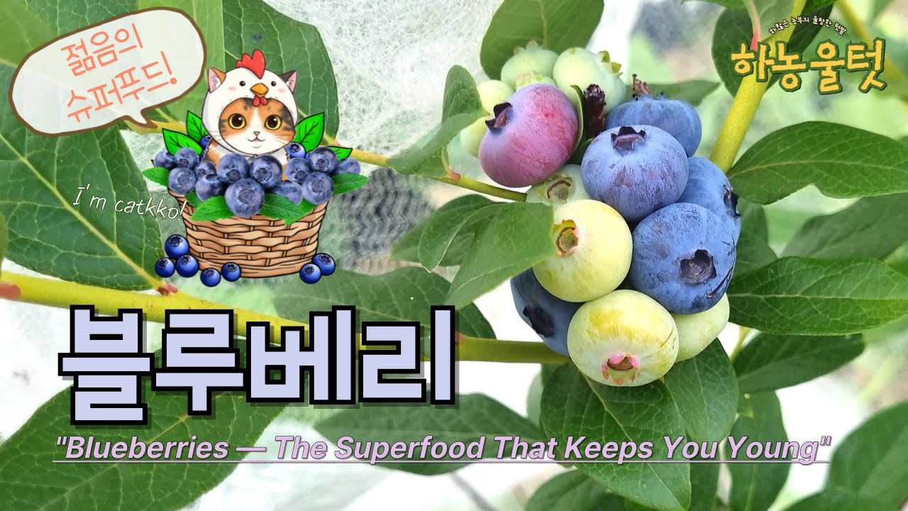 🫐블루베리가 이렇게 😮열린다고?! 블루베리 수확기! #블루베리 #블루베리키우기 #도시농부 #하농울텃