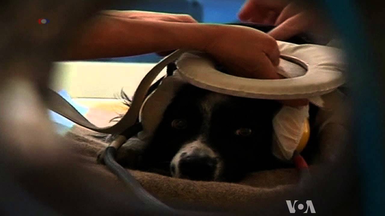 Study: Dogs Understand How We're Feeling