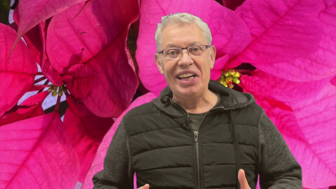 Comment conserver le poinsettia ?