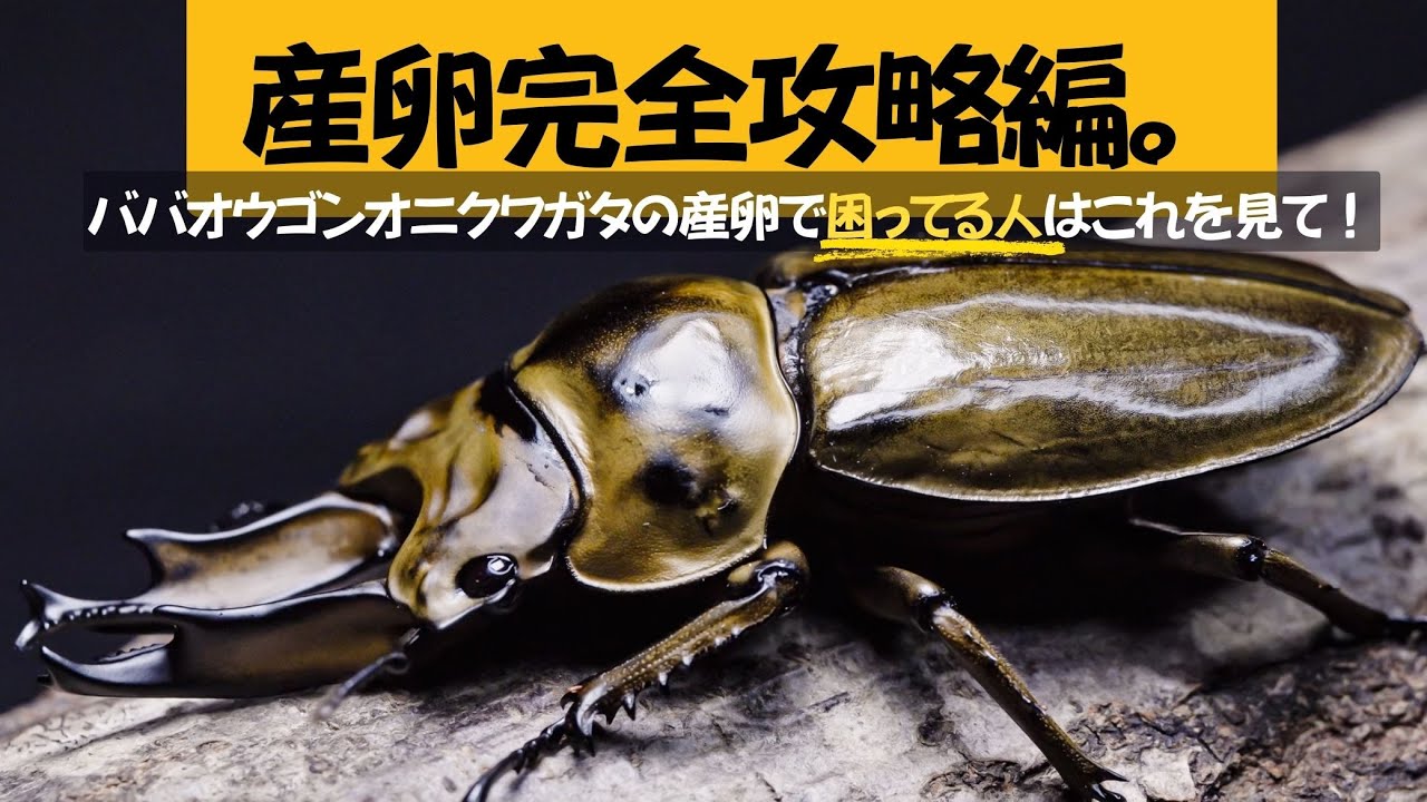 ババオウゴンオニクワガタの産卵セット　割出し編