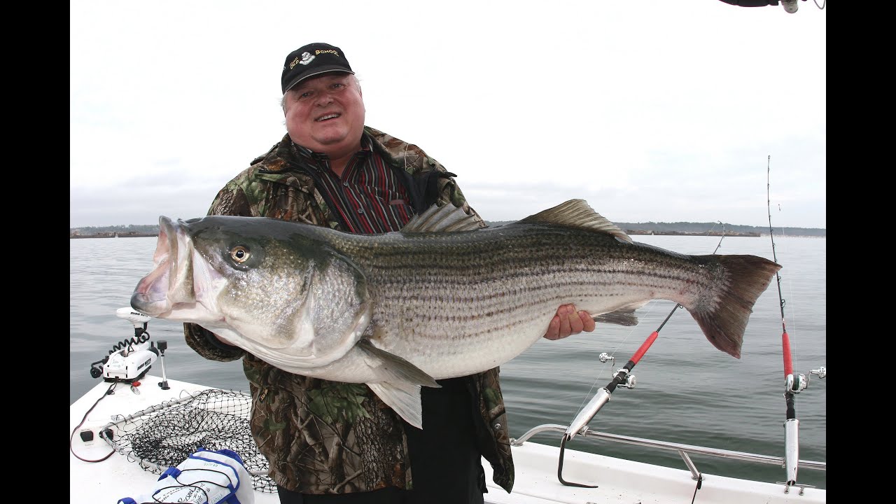 Striped bass, GIANT STRIPED BASS! ALL 50+ POUNDERS! -STRIPERS-Team Old School