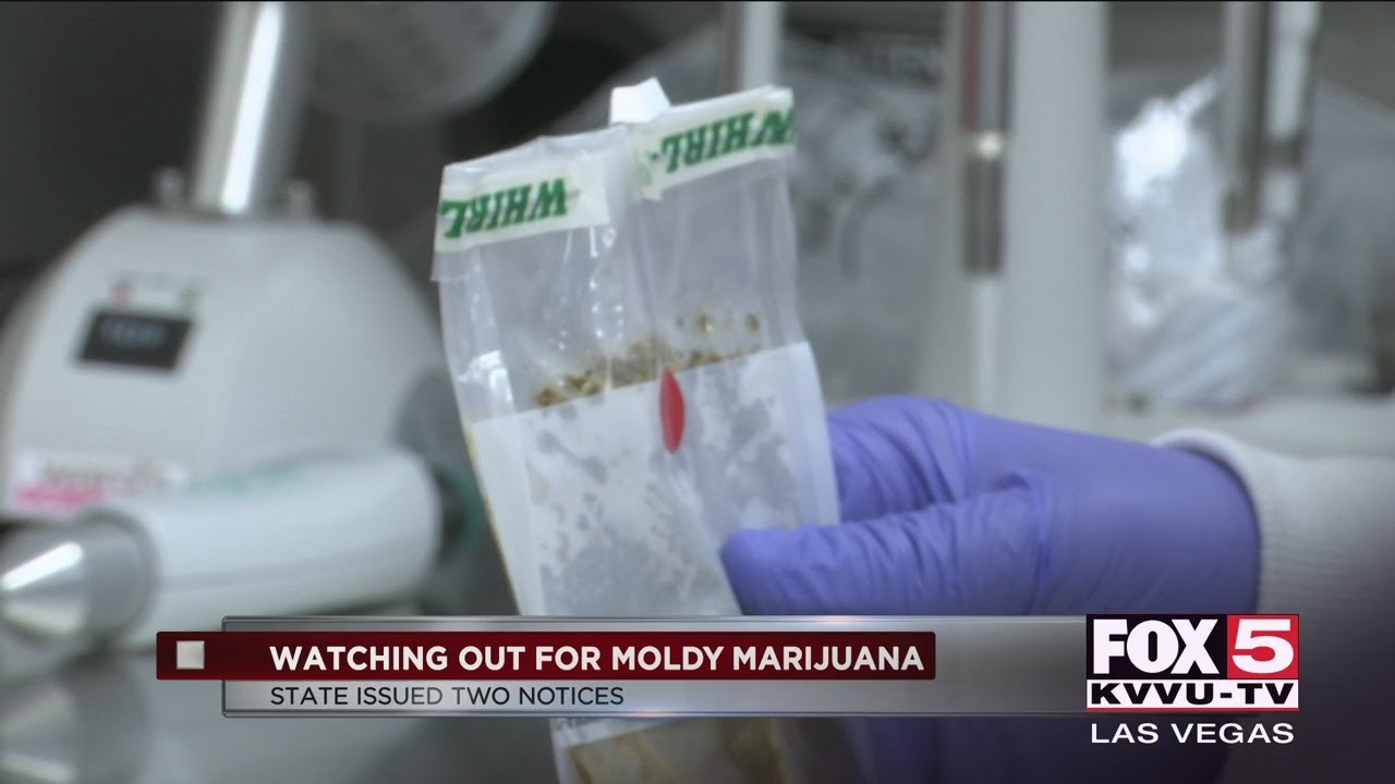 Pot labs in Nevada test for moldy marijuana