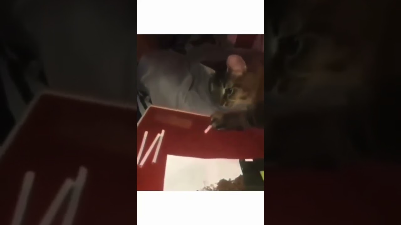 High cat ... #weed #Marijuana #drug #cat #funny #vines  #kitty #smoking