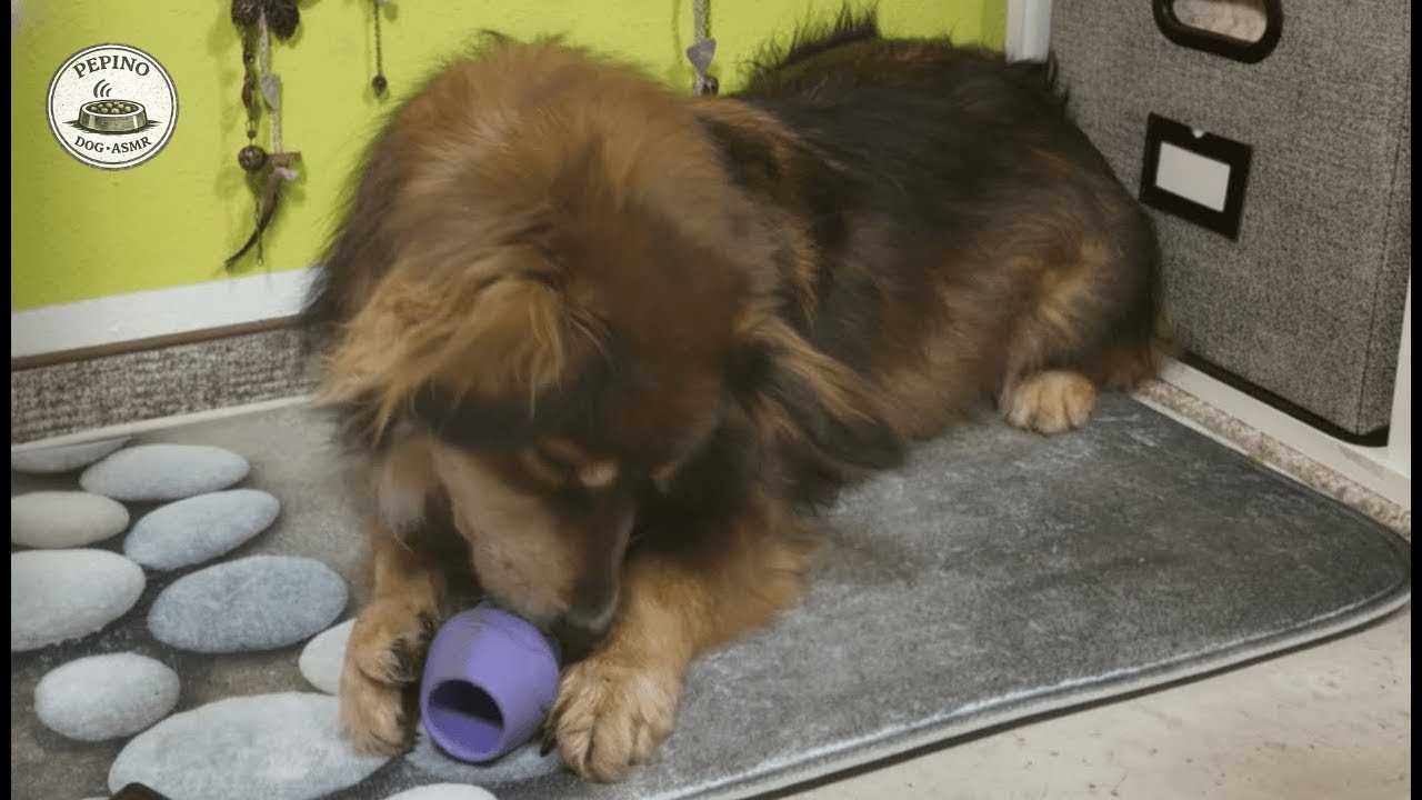Dog Eating ASMR | 63 Minutes Calm Chewing & Licking Sounds with Pepino