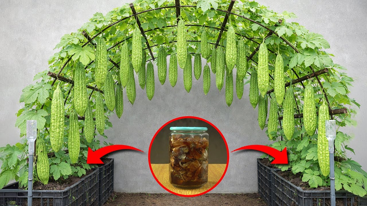 Growing Bitter Gourd Hack For Beginner 🧅 Boost Yield With Onion Peels