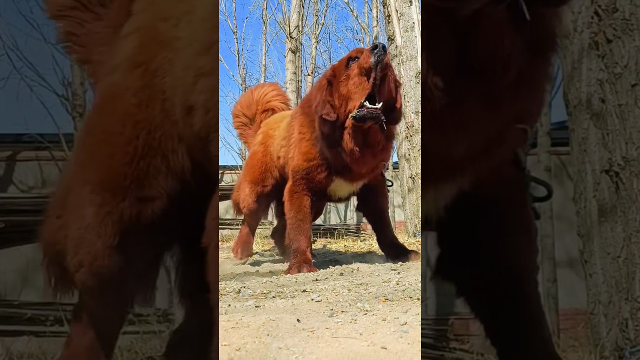 Big dog barking loud sound 