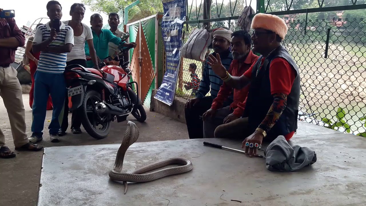Cobra Venomous Snake Rescue Form Maithon Dam Snake Rescue Team Panchet Dam(N G O)