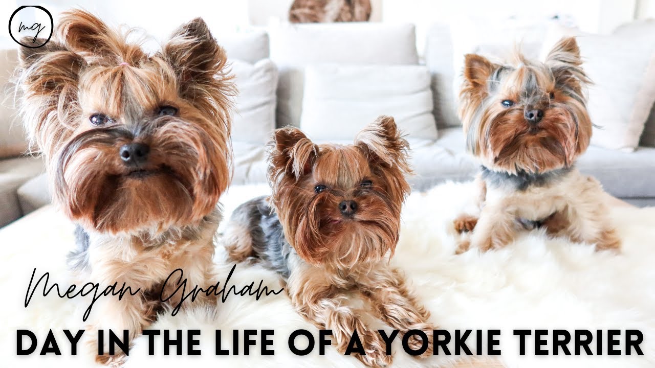 A day in the life of a Yorkie Terrier