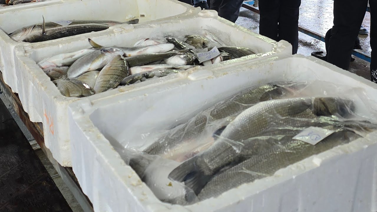 28 OCAK ÇARŞAMBA BALIK MEZATINDAN CANLI YAYIN