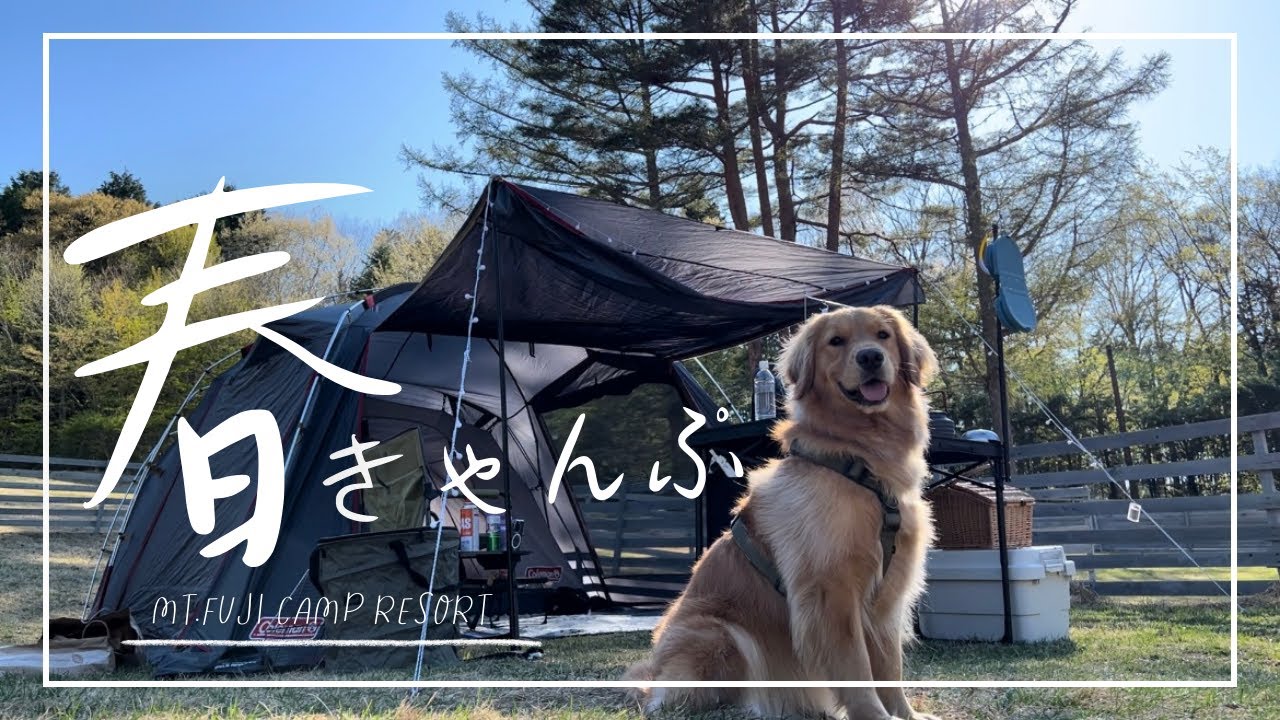 【Vlog】大型犬と一緒にキャンプ体験/自然の中で過ごす特別な時間【ゴールデンレトリーバー】