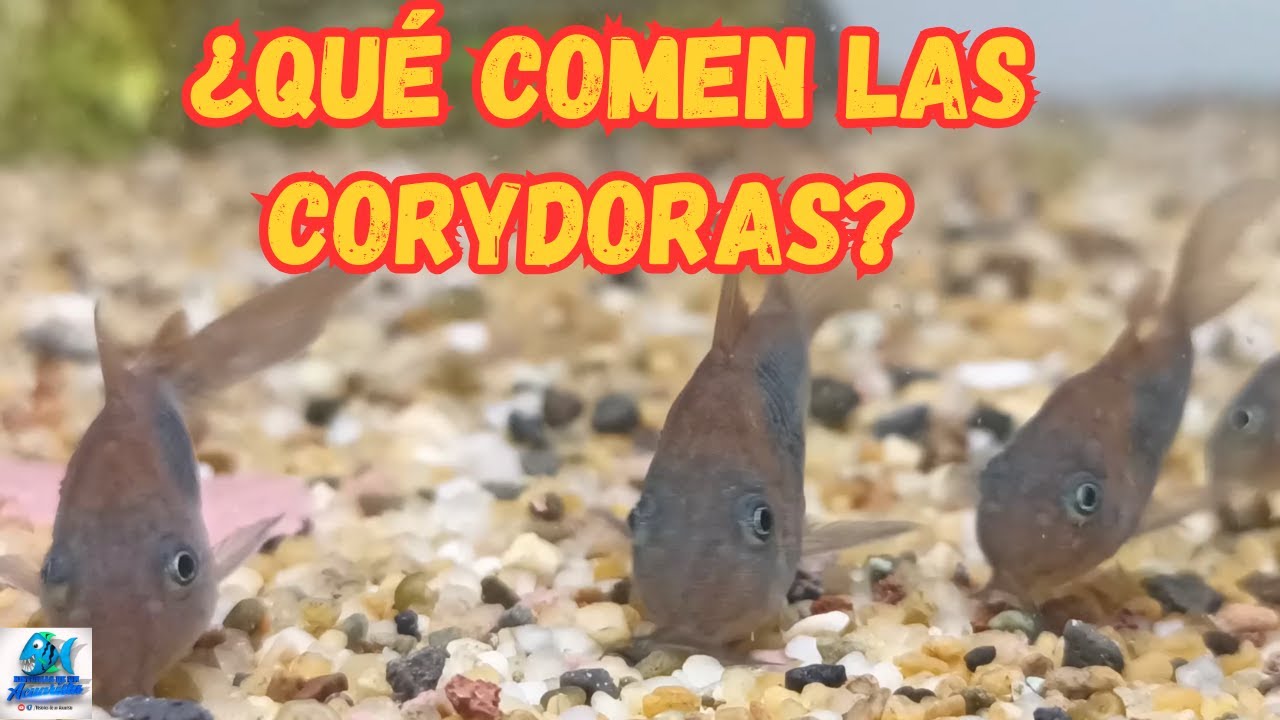 Alimentos para Corydoras y todo tipo de peces de fondo
