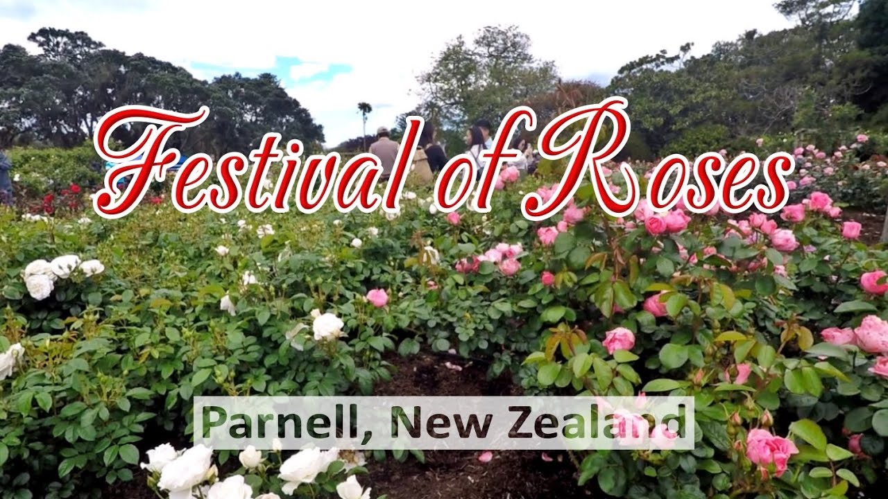 Festival of Roses | Parnell, New Zealand