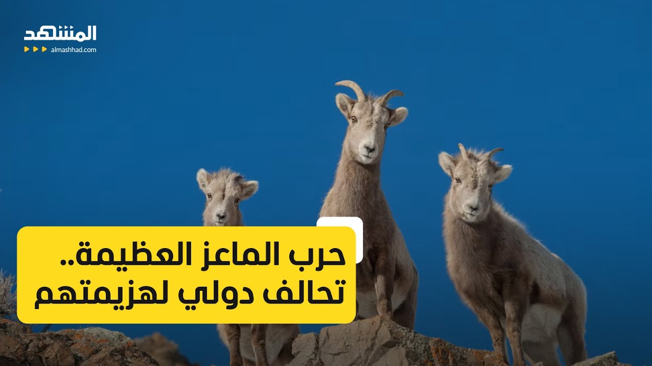 حرب الماعز العظيمة.. تحالف دولي لهزيمتهم