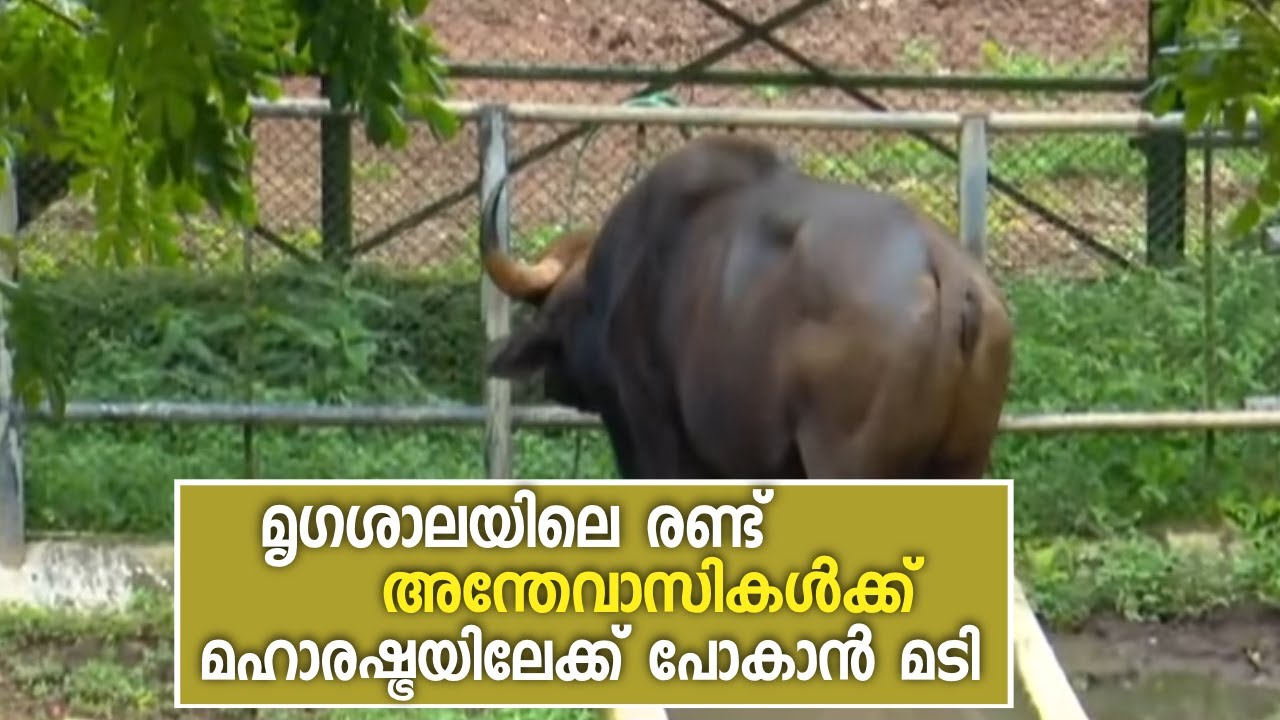 മൃഗശാലയിൽ നിന്ന് പോകാൻകൂട്ടാക്കാതെ കഴുതപ്പുലിയും കാട്ടുപോത്തും | Thiruvananthapuram Zoo