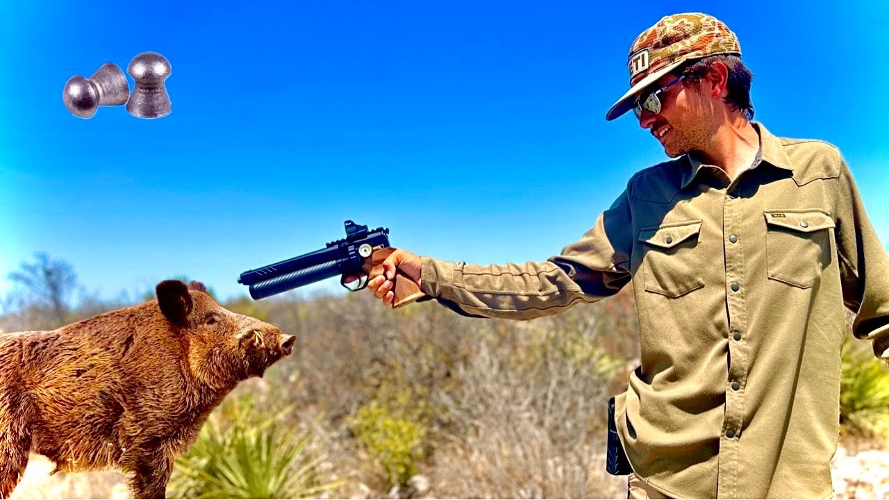 Pellet Pistol Hog Hunt