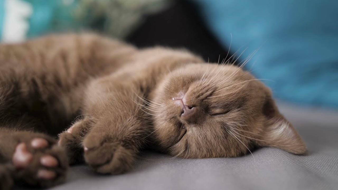 The cat is tucking me into bed