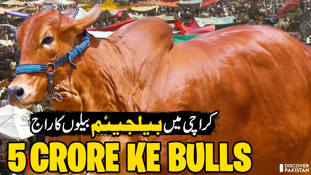 Karachi Qurbani Bulls 2025 | Imported Belgian & Barahman Breeds | Eid ul Adha 2025