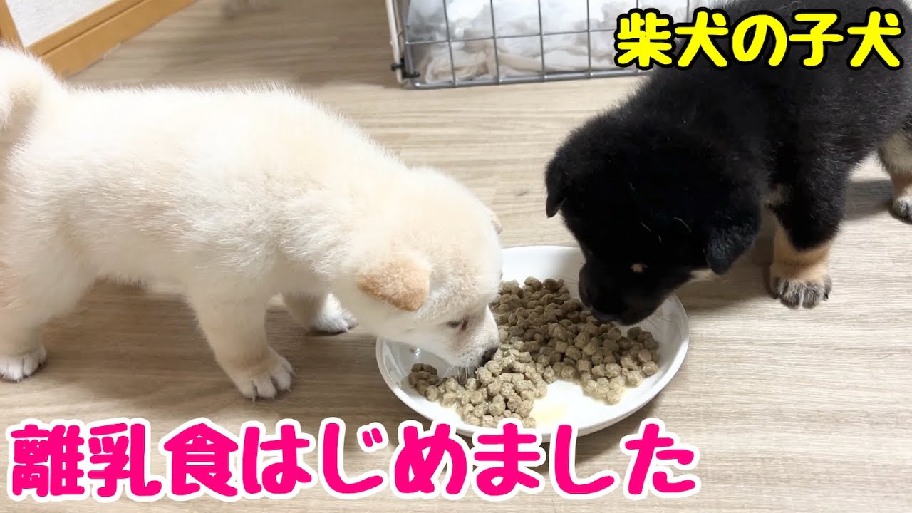 【柴犬 子犬】初めて離乳食を食べた子犬たちの反応はこちら
