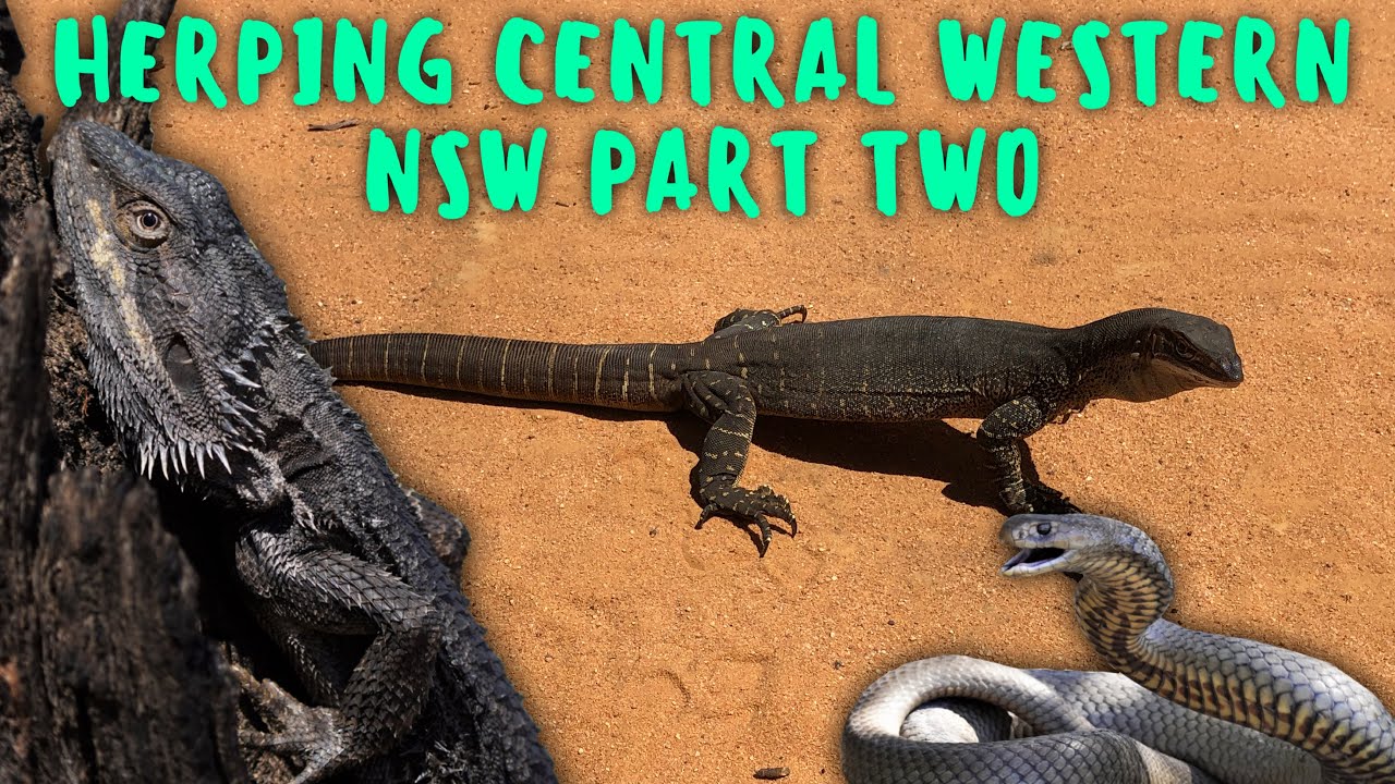 Herping Central West New South Wales Australia PART TWO | Sand Monitors | Bearded Dragons