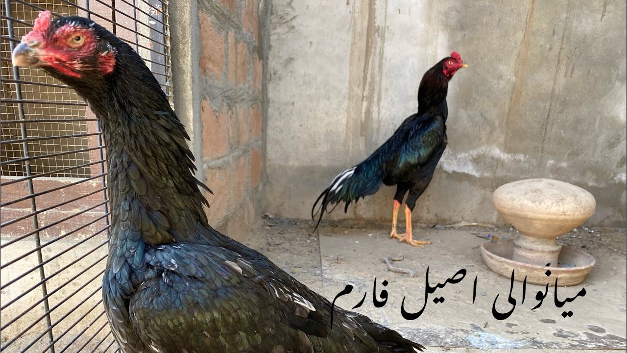 Mianwali Aseel murgha farm | Aseel Murgha 